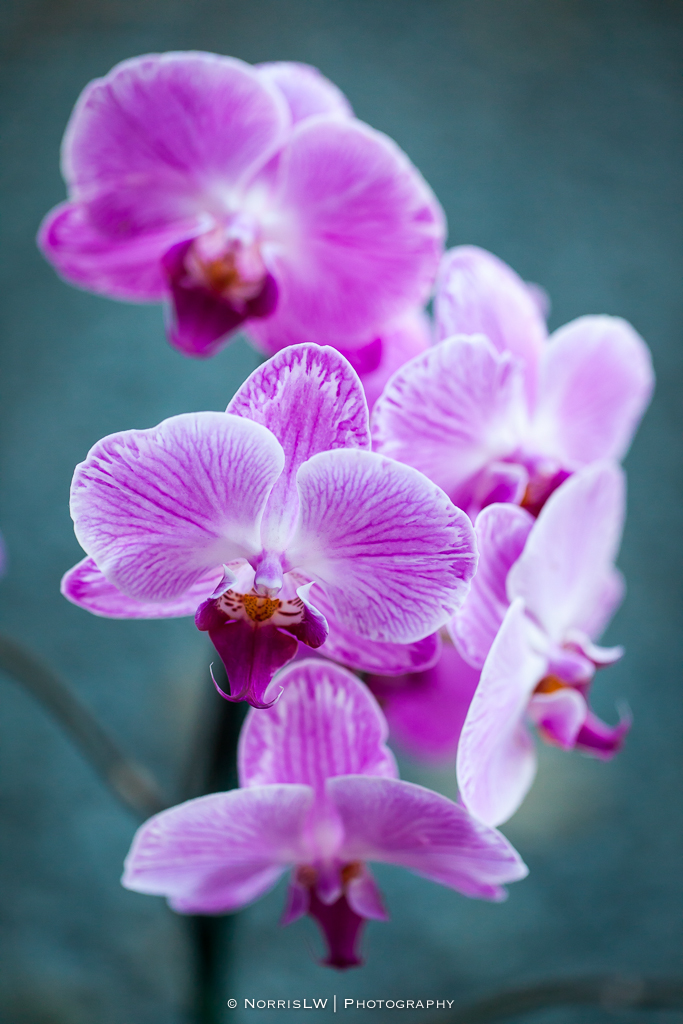 orchids-20140726-002