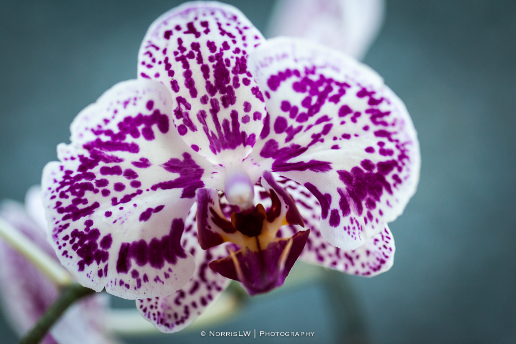 orchids-20140726-003
