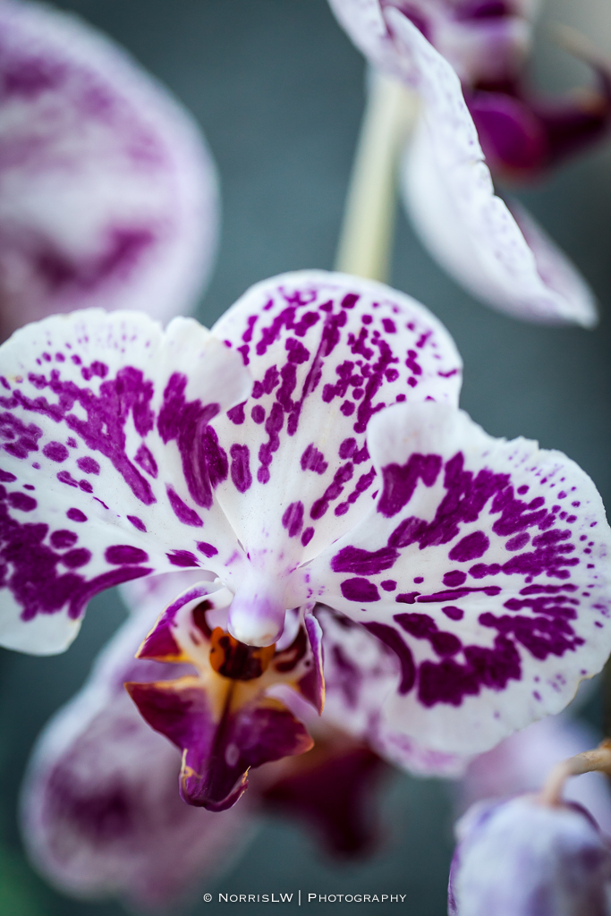 orchids-20140726-004