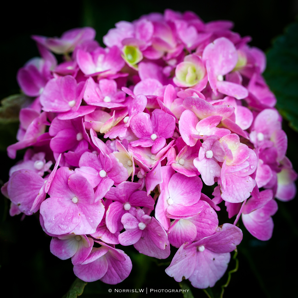 hydrangea-pink-20140914-002