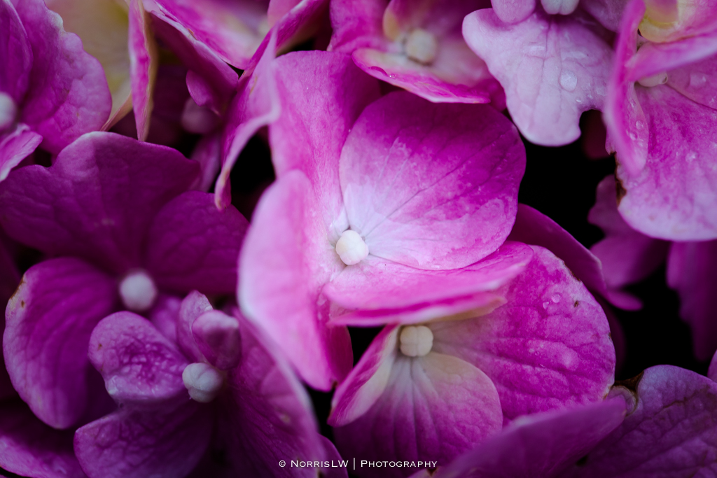 hydrangea-pink-20140914-005