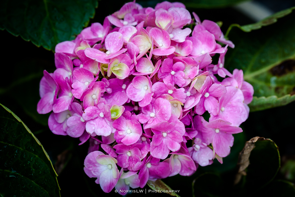 hydrangea-pink-20140914-006