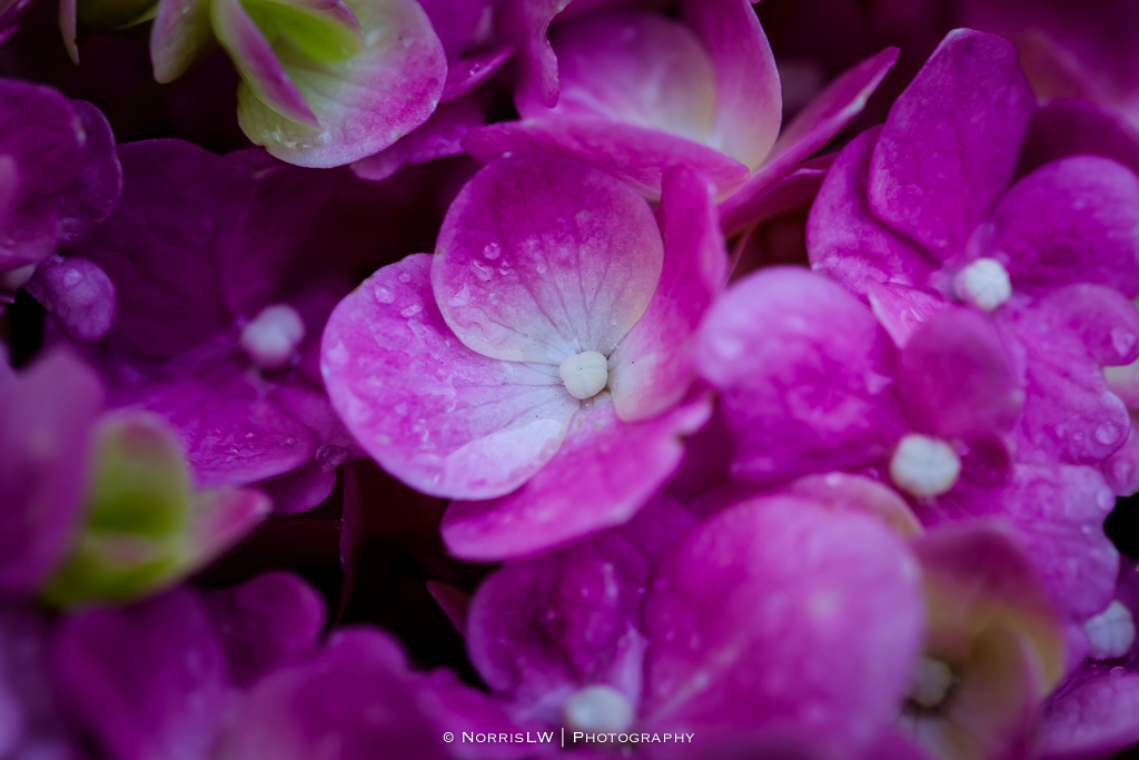 hydrangea-pink-20140914-007