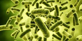 The Mystery of Probiotic Supplements