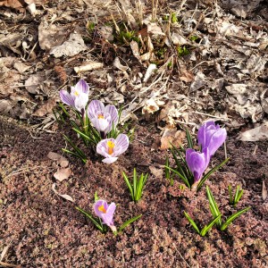 spring flowers 