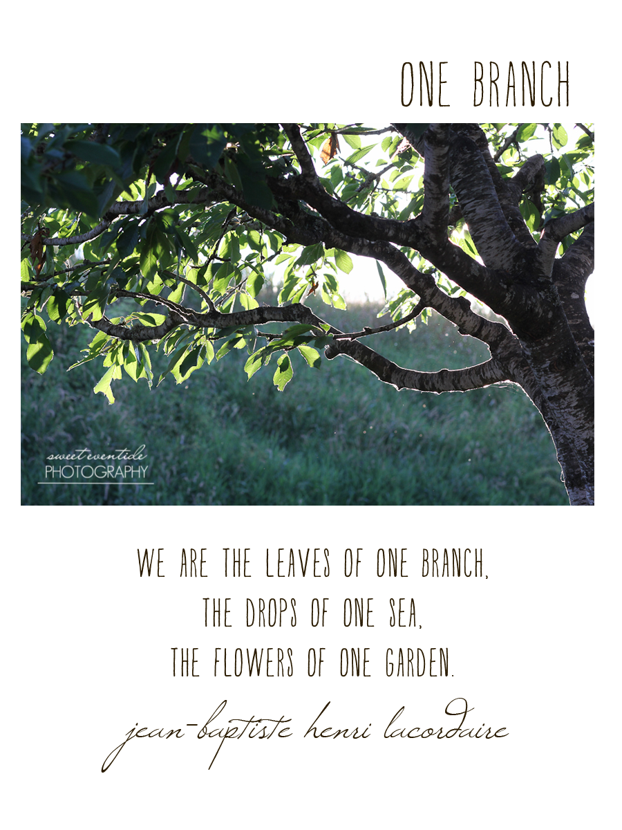 tree branches sunlight photograph with Jean-Baptiste Henri Lacordaire quote