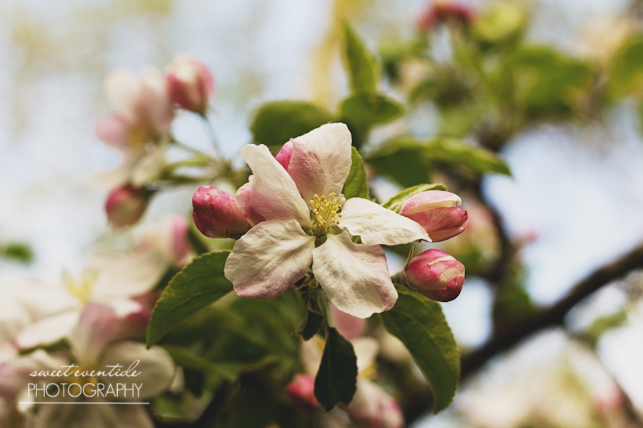 apple blossom fine art photograph by Jessica Nichols Sweet Eventide Photography