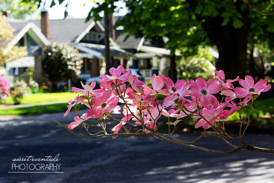 Dogwood Tree Pink Flowers Portland Photograph by Jessica Nichols Sweet Eventide Photography