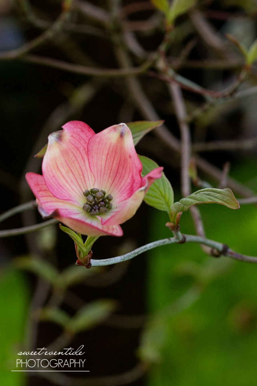 Dogwood Tree Pink Flowers Portland Photograph by Jessica Nichols Sweet Eventide Photography