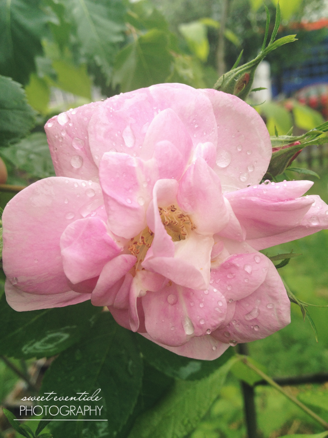 pastel pink garden rose portland oregon by Jessica Nichols Sweet Eventide Photography