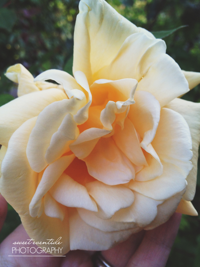 pale yellow garden rose portland oregon by Jessica Nichols Sweet Eventide Photography