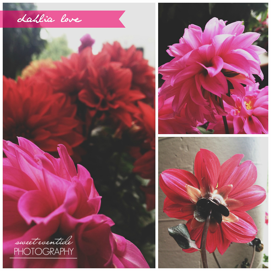 fuchsia red magenta pink dahlia photo collage by jessica nichols
