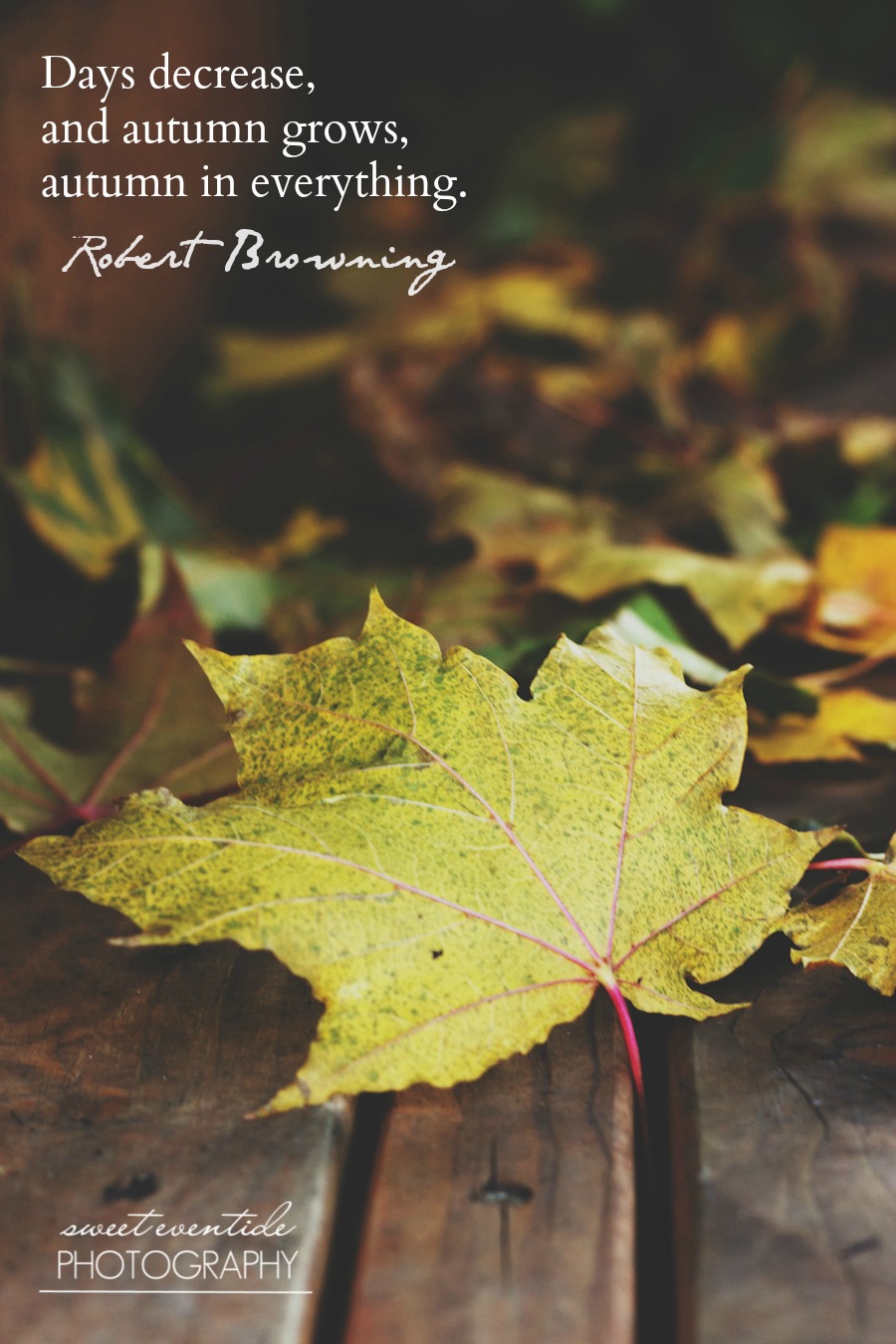 yellow maple leaf with robert browning quote