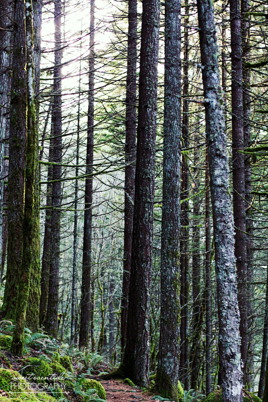 forest trees nature pacific northwest
