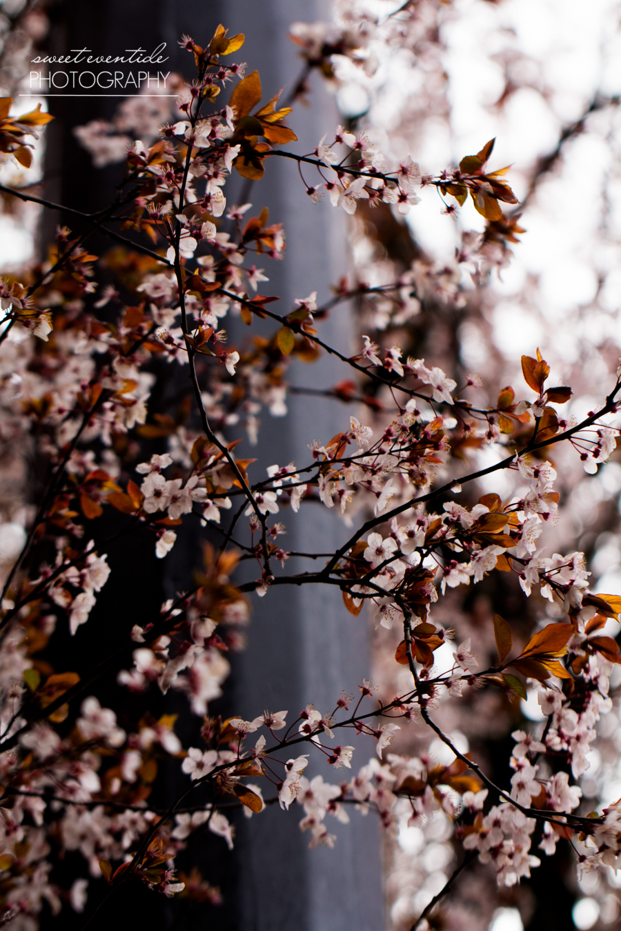 Portland Oregon spring cherry trees blooming