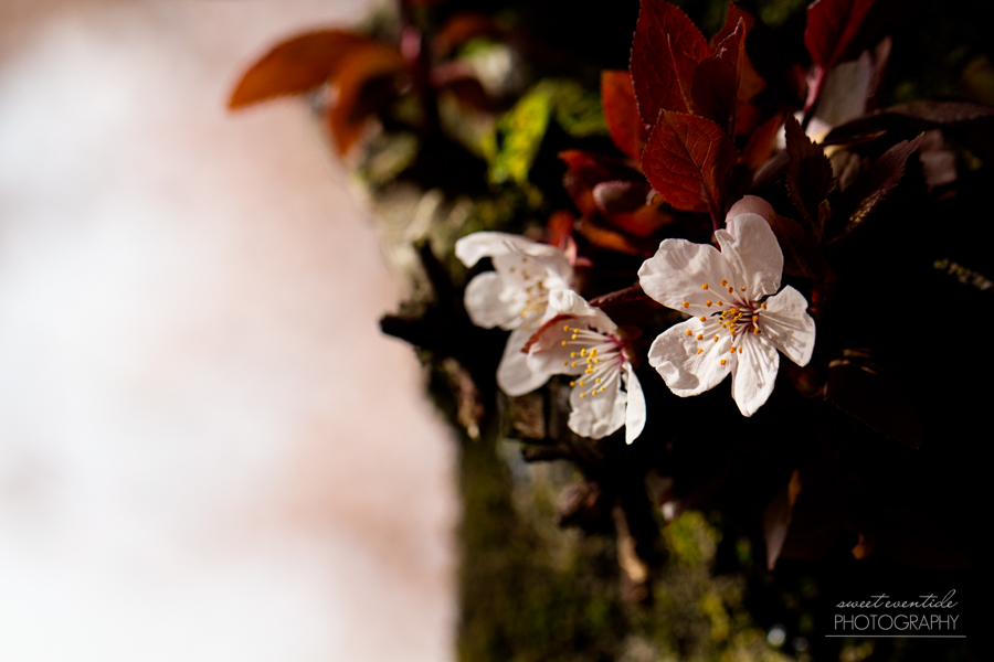 two cherry blossoms portland oregon spring
