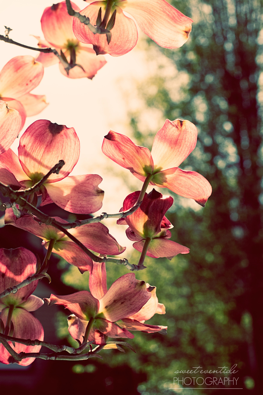 Dogwood blooms in soft light | photograph by Jessica Nichols