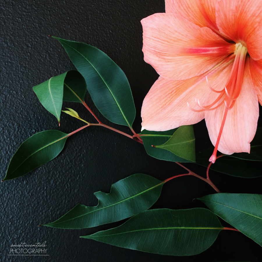 Coral Amaryllis photograph by Jessica Nichols, Sweet Eventide Photography