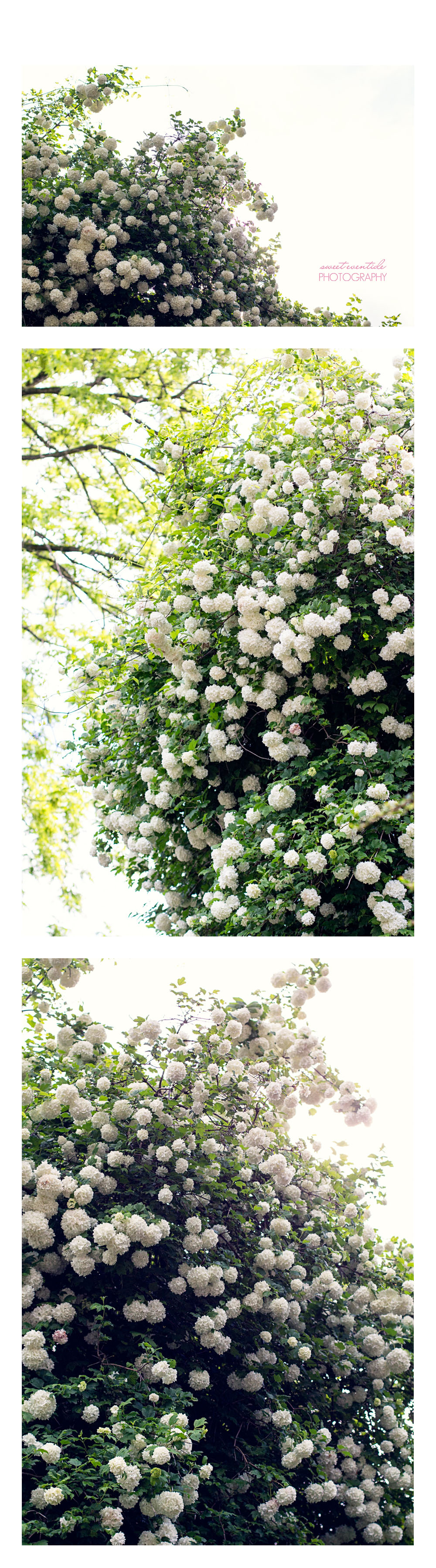 White Rhododendrons photo collage by Jessica Nichols, Sweet Eventide Photography