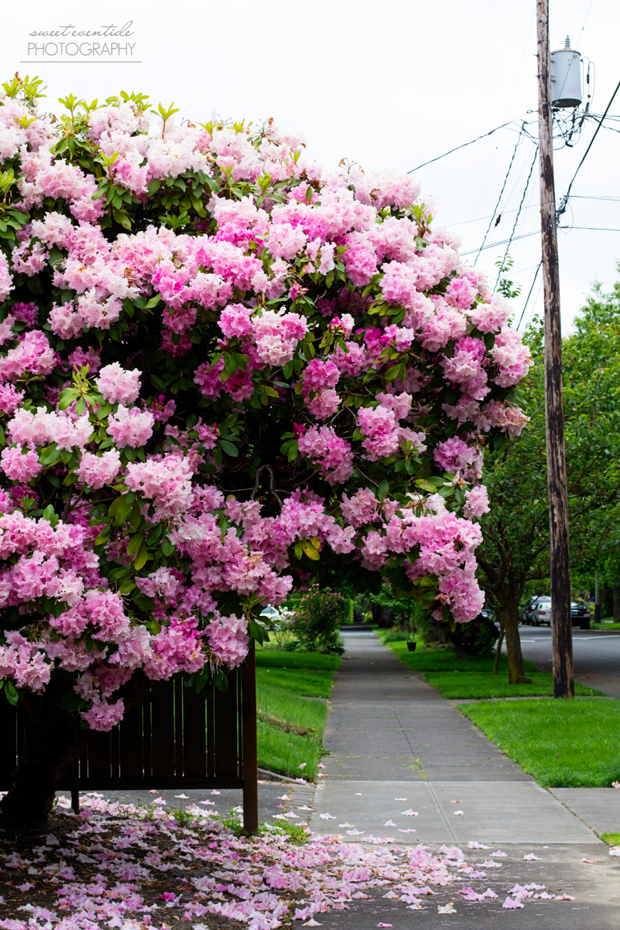 pink rhododendron by a fence and sidewalk