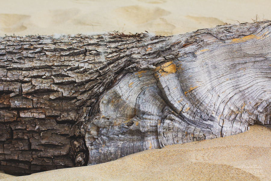 Driftwood on Rockaway Beach, OR photograph by Jessica Nichols