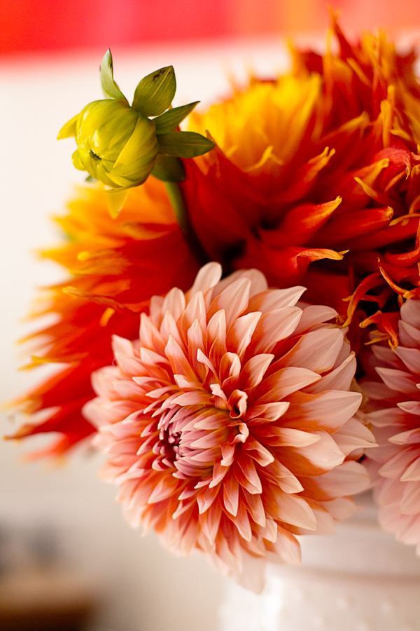Late Summer Dahlia Bouquet photograph by Jessica Nichols, Sweet Eventide Photography