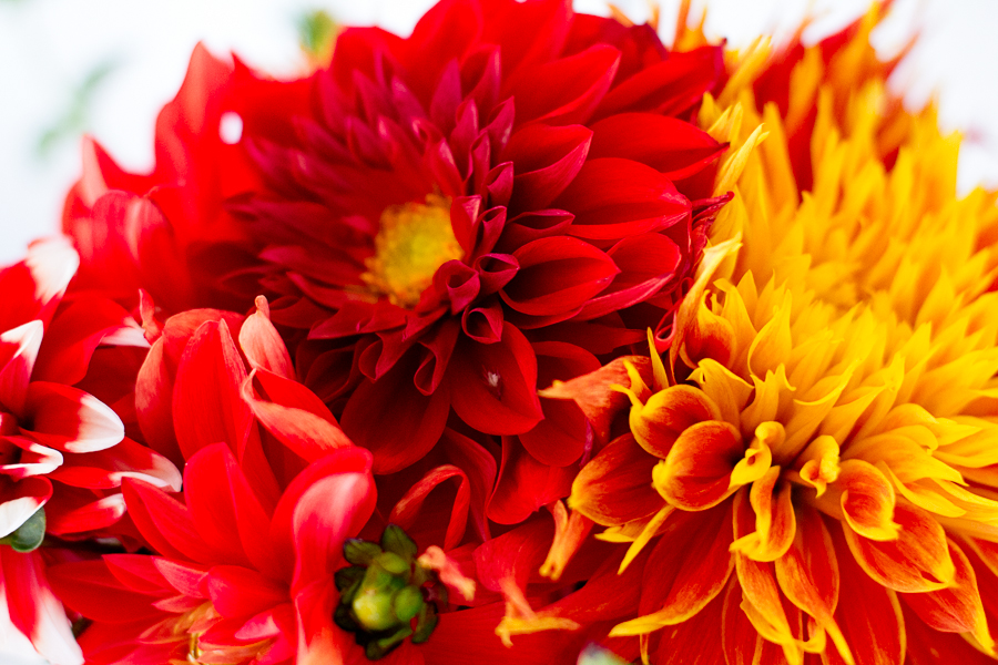 Bold Red & Gold Dahlia Bouquet photograph by Jessica Nichols, Sweet Eventide Photography