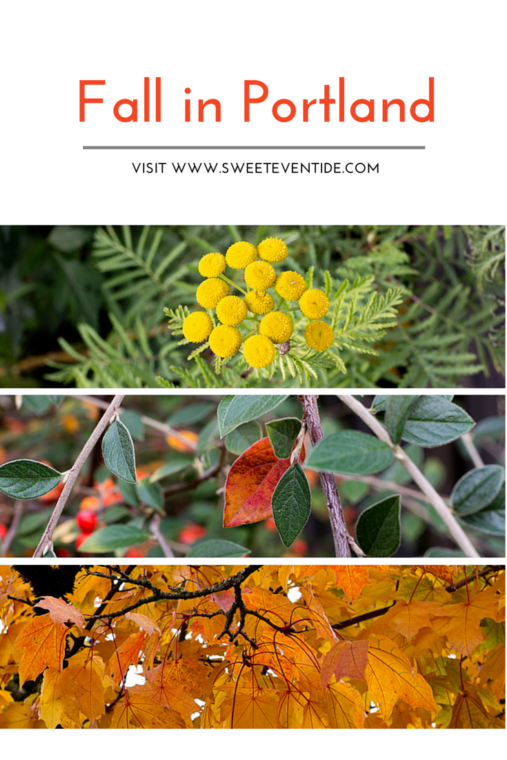 Fall nature photography blog post