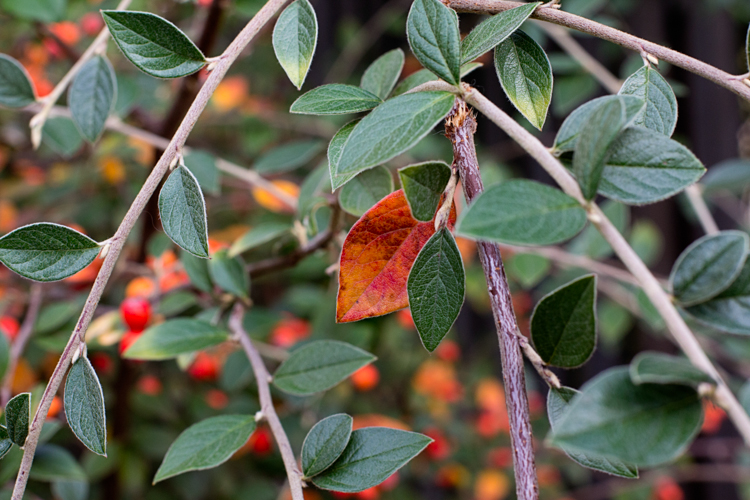orange berries fall foliage Portland OR fine art nature photography Jessica Nichols Sweet Eventide Photography