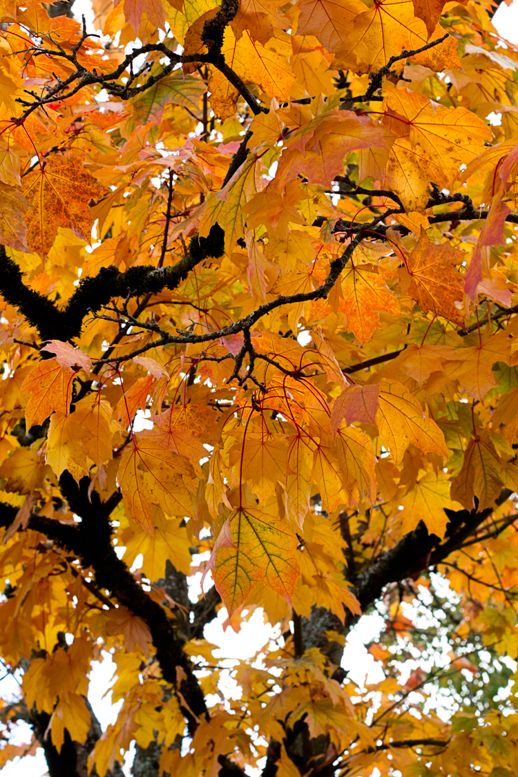 fall foliage trees orange yellow leaves Portland OR fine art nature photography Jessica Nichols Sweet Eventide Photography