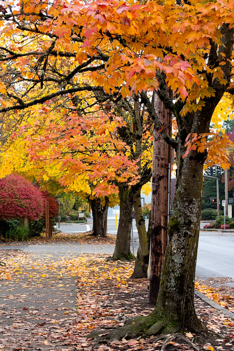 fall foliage trees orange yellow leaves Portland OR fine art nature photography Jessica Nichols Sweet Eventide Photography