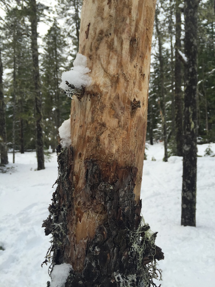 Tree in Snow on Mt. Hood in Oregon
