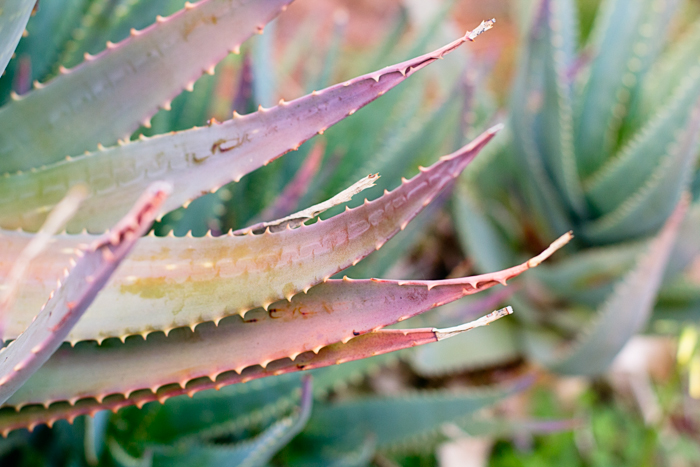 desert botanicals cactus succulent fine art photograph