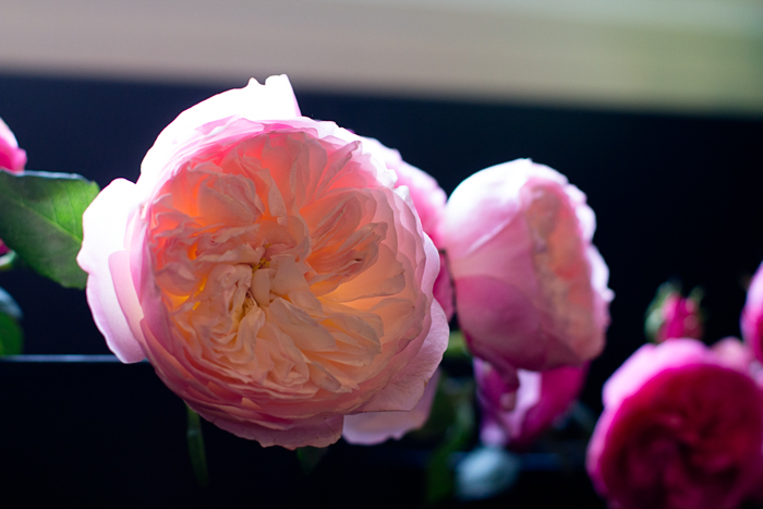 pink rose in sunlight at Sellwood Flower Co., photographed by Jessica Nichols, Sweet Eventide