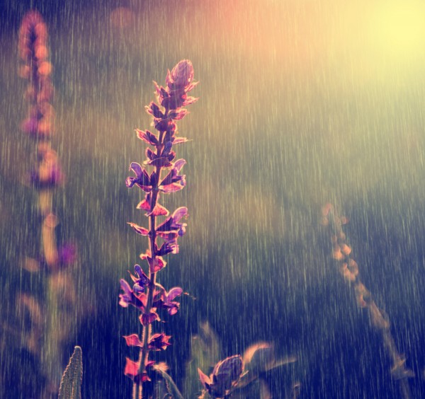 flowers_rain-600x564