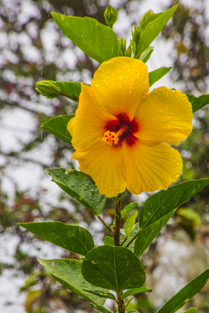 Hibiscus flower at house I stayed at in Hawaiian Paradise Park