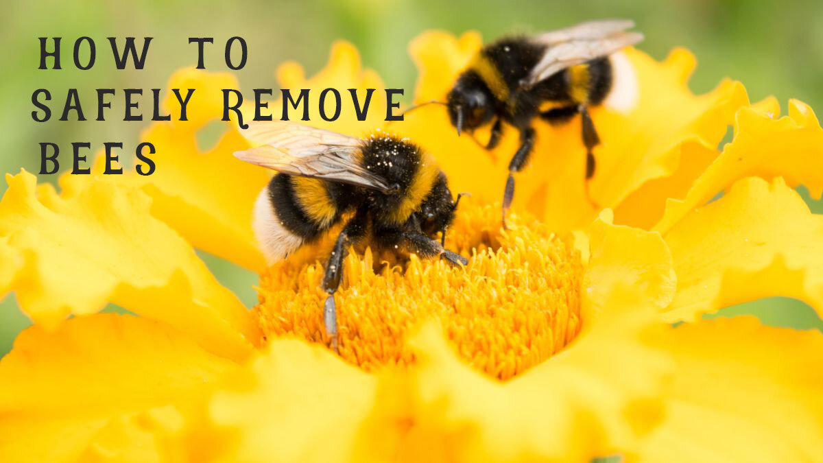 How to get rid of bumble bees nest in ground, barn or under flooring