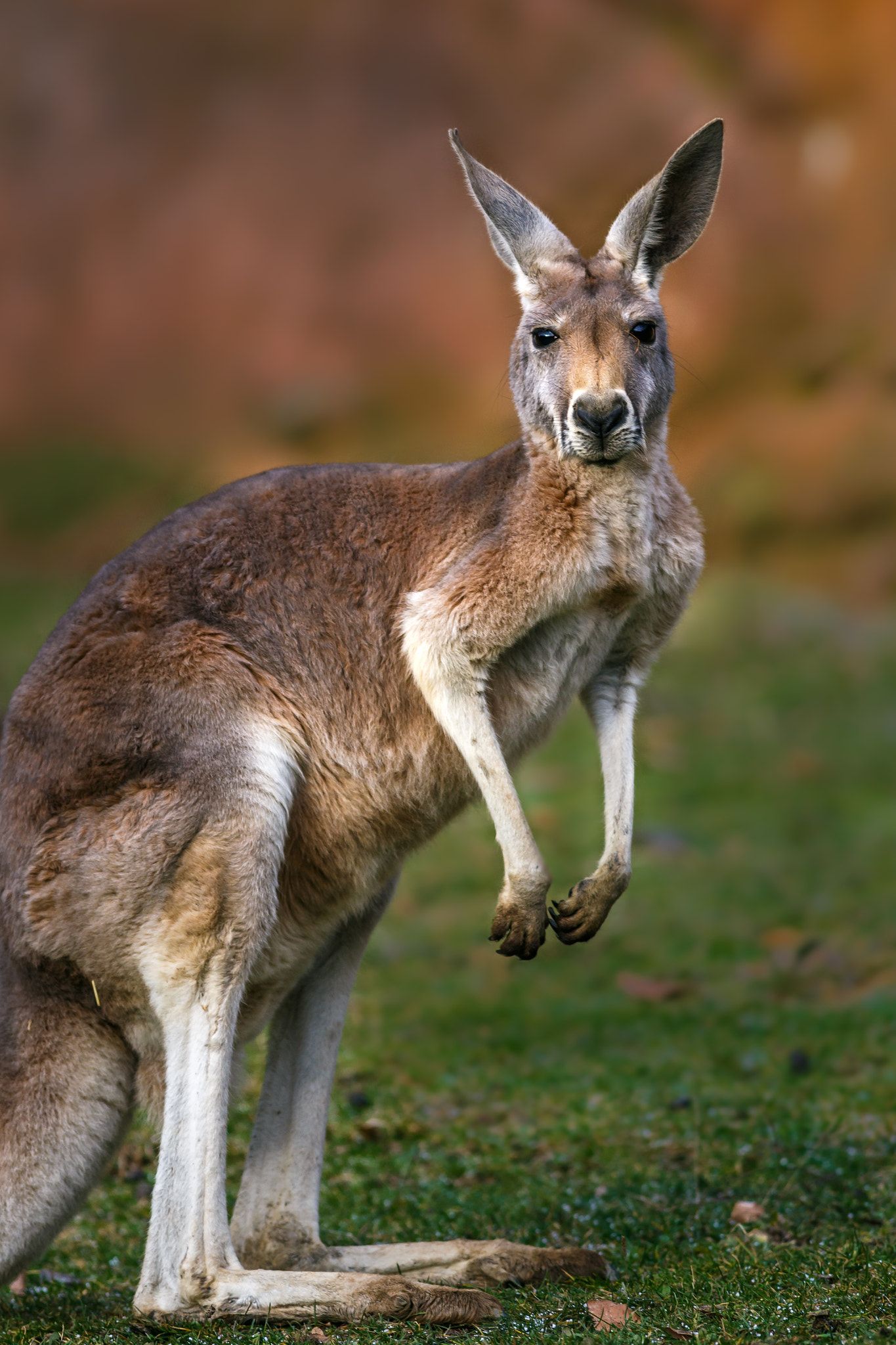 Australia's Most Iconic Animals - Kangaroo and Koalas! —  Explore+Engage+Enjoy