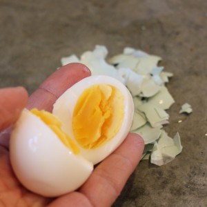 backyard chicken boiled egg
