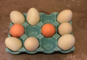backyard chicken eggs