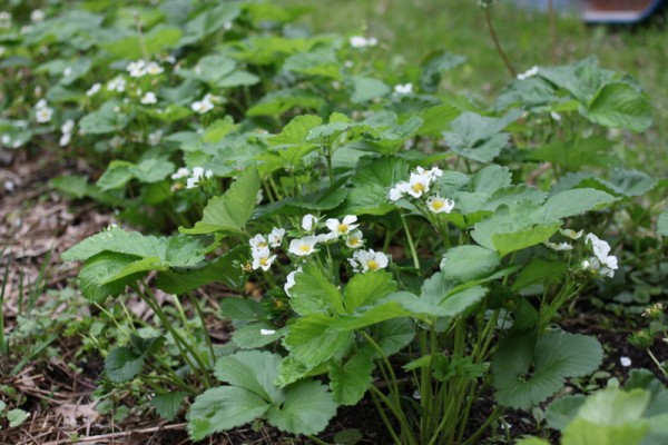 strawberry plants with flowers
