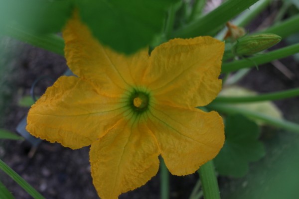 pattypan squash flower