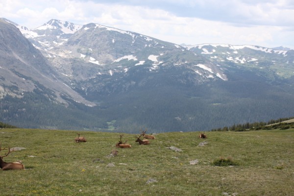 rocky mountain national park elk