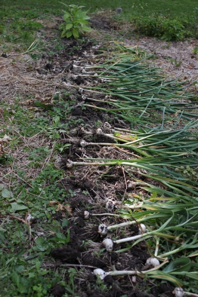 harvested garlic out of ground