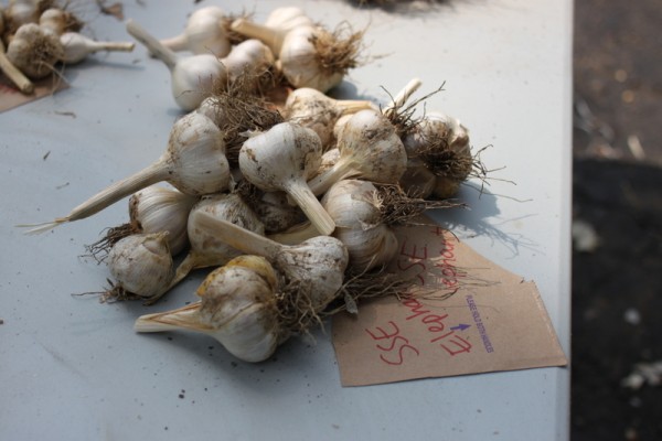garlic cured