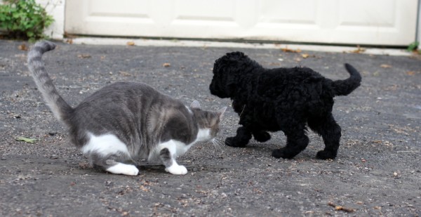 schnoodle puppy and cat