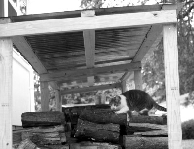 cat climbing on woodshed (2)