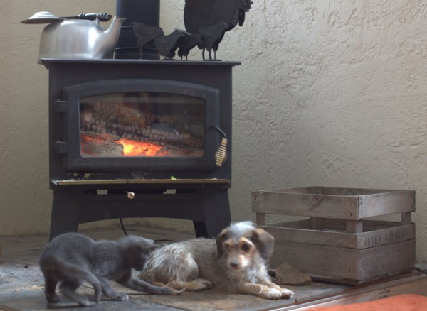 pets by woodstove