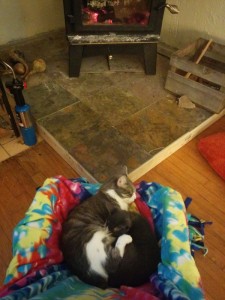 cats cuddled by woodstove