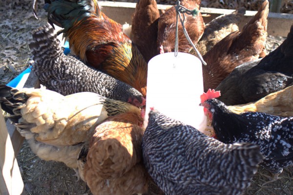 chickens surrounding feeder